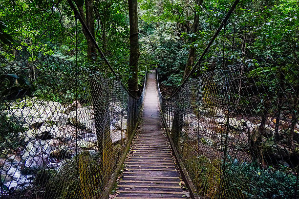 istock Suspension bridge over rainforest creek, Minnamurra Rainforest 2215804849
