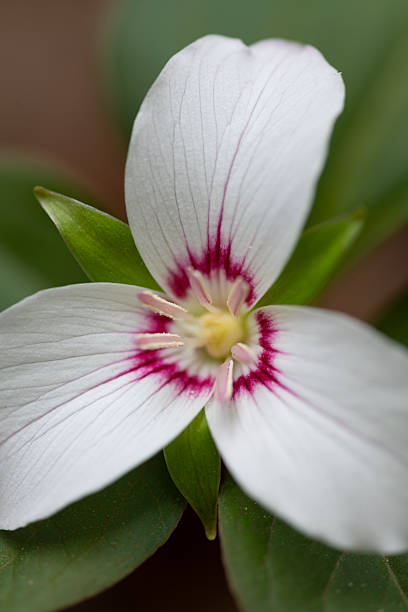 istock Painted Trillium, Great Smoky Mountains 2215807405