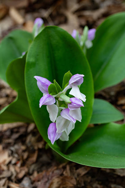 The Showy Orchis is an orchid found in a variety of locations in the Great Smoky Mountains National Park. This one was found alongside a popular trail.