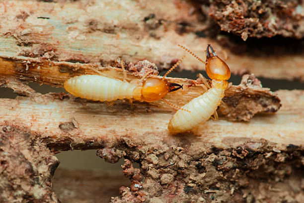 istock Termites destroying wood in close-up macro shot 2215807835