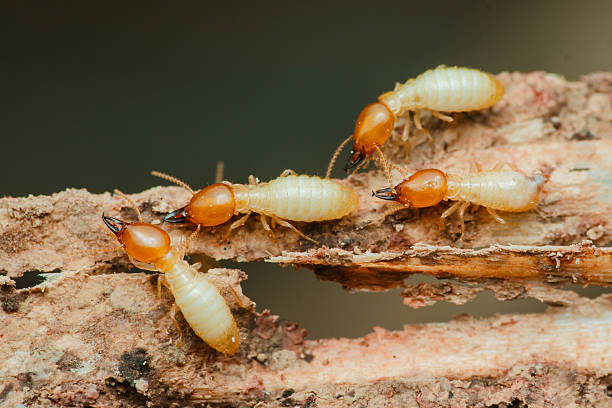 istock Termites destroying wood: close-up of worker termites feeding 2215807841