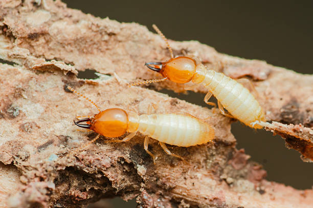istock Termites are eating decaying wood in nature 2215807861