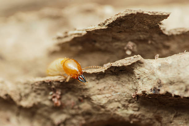 Termite walking on damaged wood in close-up view