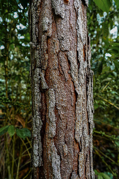 Textured Tree Bark in Forest Light – Natural Patterns and Organic Detail