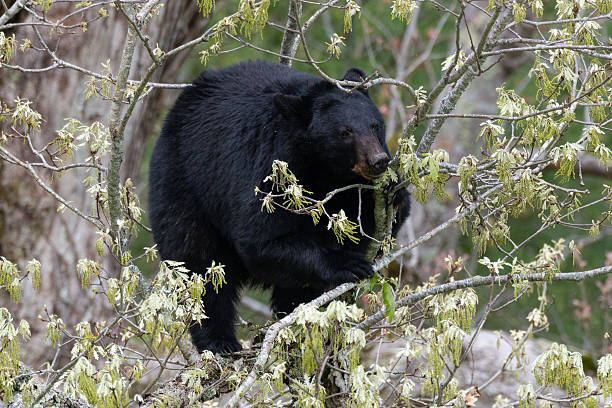 istock Black Bear, Great Smoky Mountains 2215809199