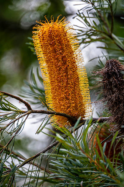 Australian Banksia flower in full bloom.