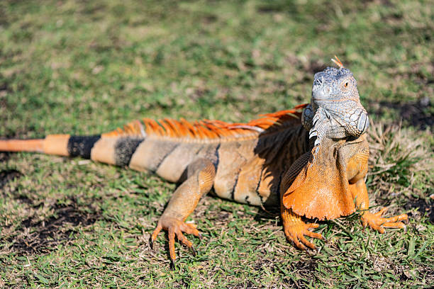istock Wildlife zoo in jungle. Iguana lizard on grass. American iguana herbivorous lizard. Exotic iguana reptile. Exotic reptile animal. Wildlife fauna. Reptile animal in nature. Sunbathing iguana 2215810874