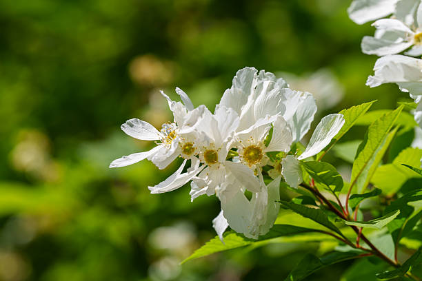 Close-up of white flowers on a Serrate Leaf Pearl Bus (Exochorda racemosa) tree in spring