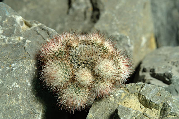 istock Close up Parodia scopa on artificial habitat, live at rock cliff crevice stone surface 2215812703