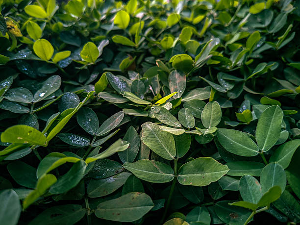 background of stacked green leaves with water droplets