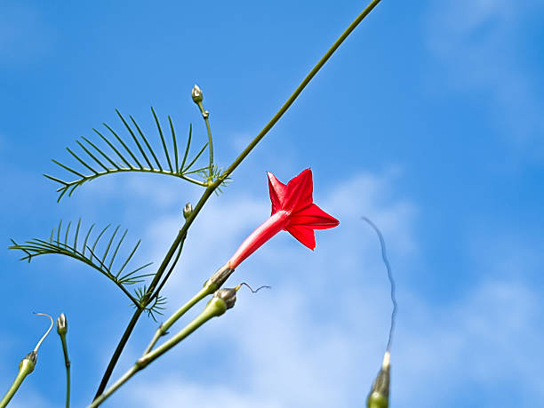 small red star shaped flowers on vine stems against a bright blue sky background