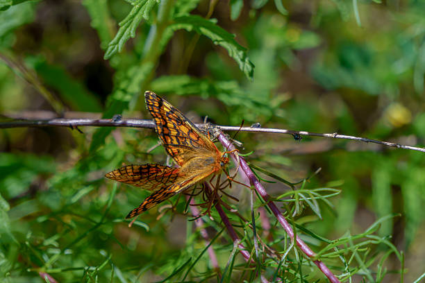 Orange butterfly melitaea didyma with open wings perching on a twig