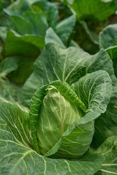 Organic vegetables