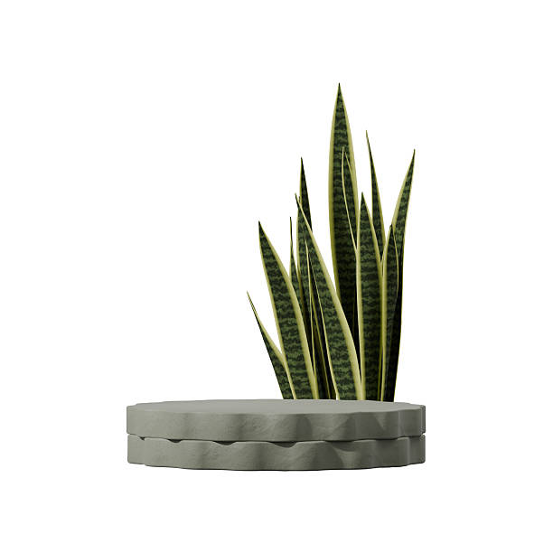istock green ceramic texture podium in square, sansevieria plant 3d render of transparent background 2215817551
