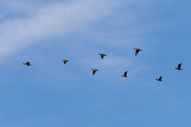 istock A flock of Black Cormorants flying in blue sky. 2215817603