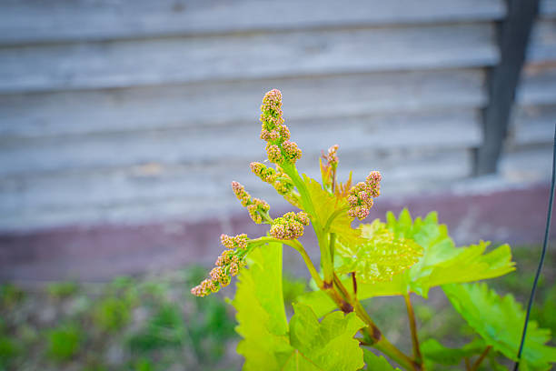 Grape buds in the vineyard close-up. Beginning of grape flowering in spring.