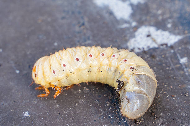 istock Large rhinoceros beetle larva, close-up 2215818830