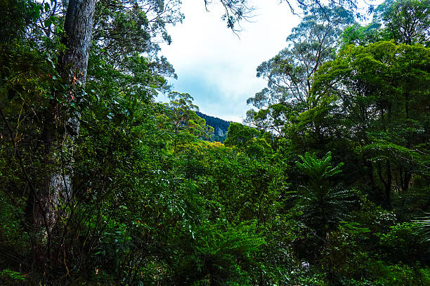 istock Rainforest Canopy with Distant Mountain View – Minnamurra, NSW 2215820206