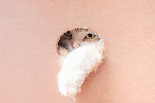 istock Cute ginger cat peeking out of a hole in cardboard box front view. 2215820441