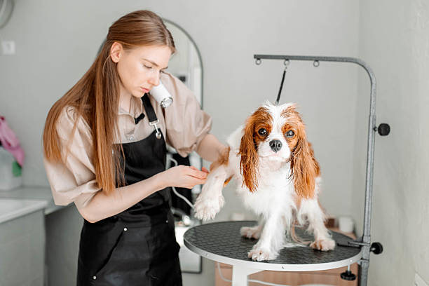 istock Brushing time becomes a bonding moment for a Cavalier King Charles Spaniel. Gentle brushing soothes the dog, providing a stress-free experience while keeping the fur in top condition 2215822470