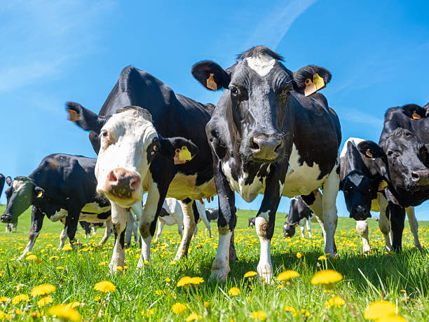 istock curious black and white spotted cows in green meadow with yellow spring flowers under blue sky 2215824367