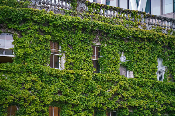 istock The building's facade is completely hidden under ivy 2215824403