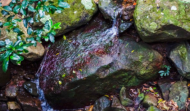 Vivid rainforest stream over a multi-hued rock, capturing the interplay of water, moss, and natural mineral tones in Minnamurra’s lush environment.