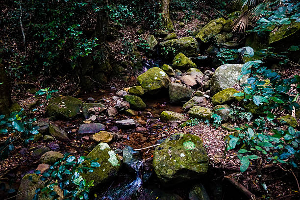 A forest stream flows gently over moss-covered rocks in the Minnamurra Rainforest, surrounded by dense vegetation, showcasing the tranquil, untouched beauty of Australian bushland.
