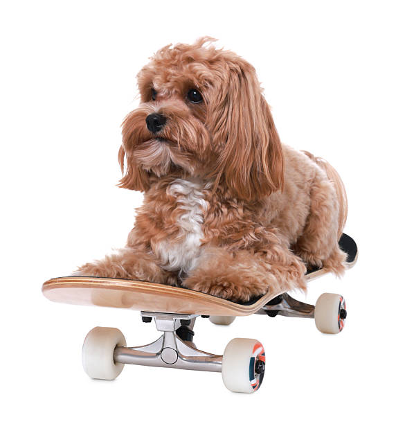 istock Cute Maltipoo dog on skateboard against white background 2215825129