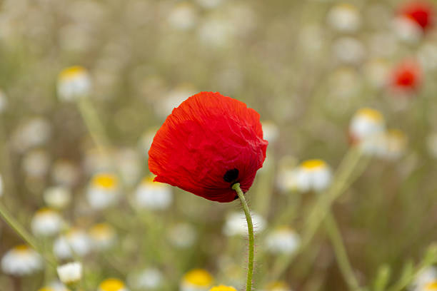 A single red poppy stands in sharp focus, its vibrant petals glowing in the sunlight. Blurred chamomile flowers in the background create a soft, dreamy atmosphere.