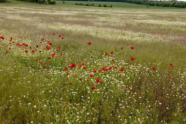 Vibrant red poppies and delicate white chamomiles bloom together in a lush spring meadow. The colorful scene captures the beauty and harmony of nature in full bloom.\