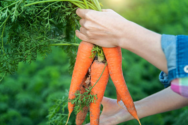 istock Female farmer picking fresh carrots on the field 2215826922