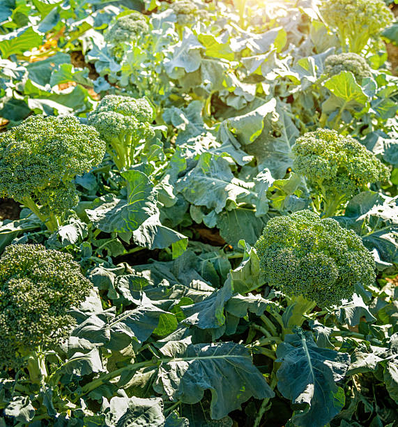 Ripe organic broccoli growing in the vegetable garden