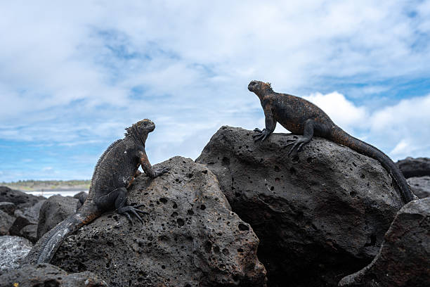 istock Marine iguana resting on rocks at Tortuga Bay beach, Galapagos, Ecuador 2215827067