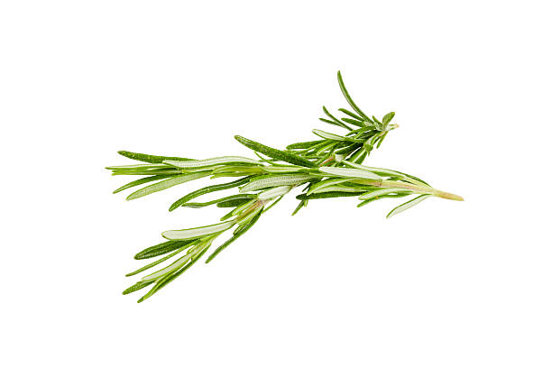 fresh twigs of rosemary spice herb isolated on white