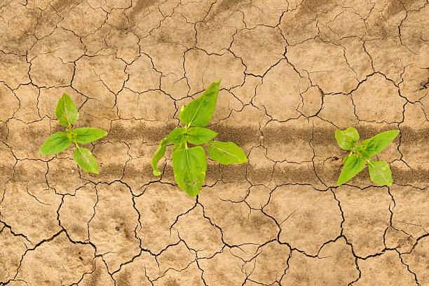 istock Sunflower seedlings growing in cultivated field 2215827962