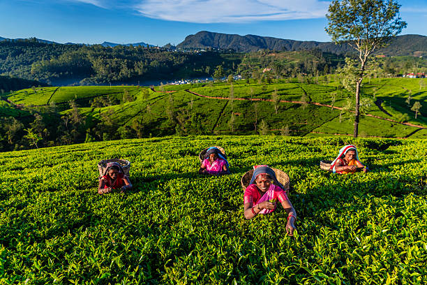 istock Tamil women plucking tea leaves on plantation, Ceylon 2215829174