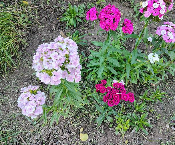 istock Front view of the flowers in garden 2215829540