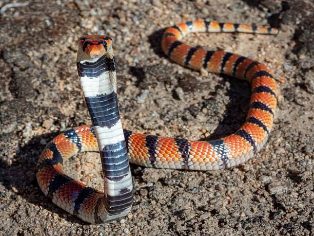 istock Colorful Snake on Rocky Ground 2215830735