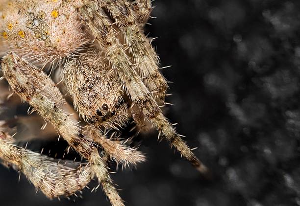 istock Macro Close-Up of a Hairy Spider 2215830788