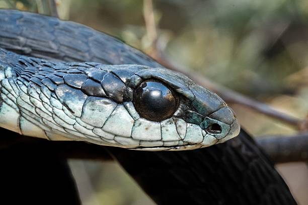 istock Black Mamba Close-Up in Natural Habitat 2215830801