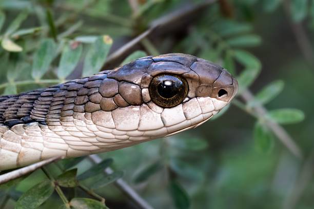 istock Snake head close-up in natural habitat. 2215830805