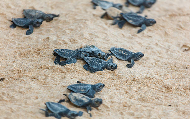 istock The turtles hatch from their eggs and crawl along the sand towards the ocean 2215830810