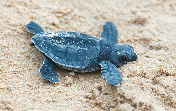 istock A turtle hatched from an egg crawls along the sand towards the ocean 2215830811