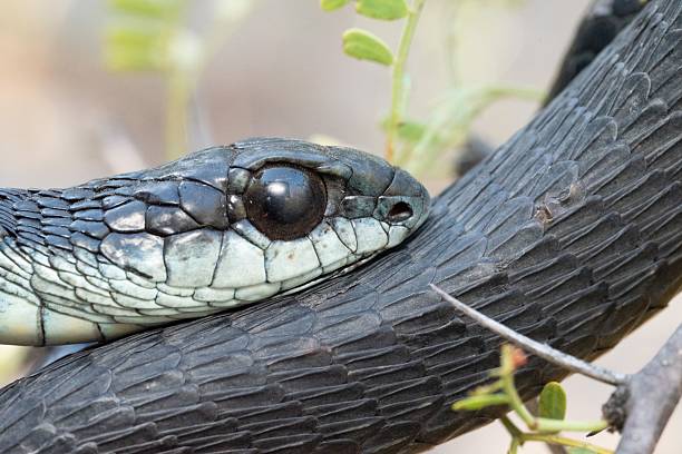 istock Close-up of a snake resting on a branch. 2215830814
