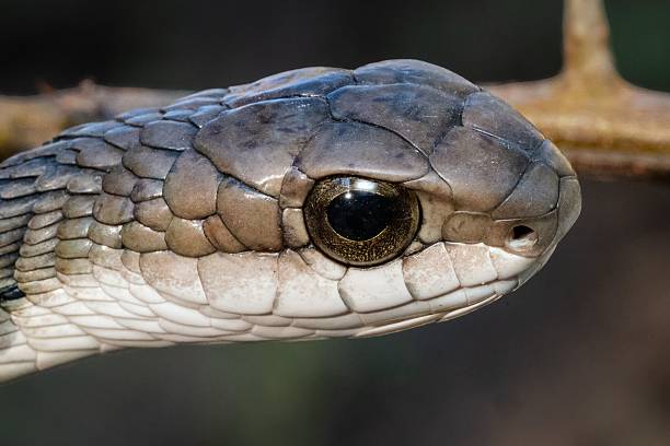 istock Snake head close-up with detailed scales and eye. 2215830839