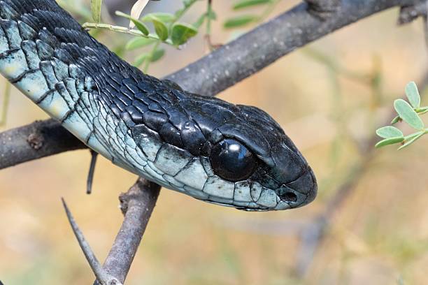 istock Close-up of a black snake on a branch. 2215830847