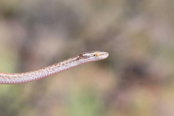 Close-up of a small snake's head.