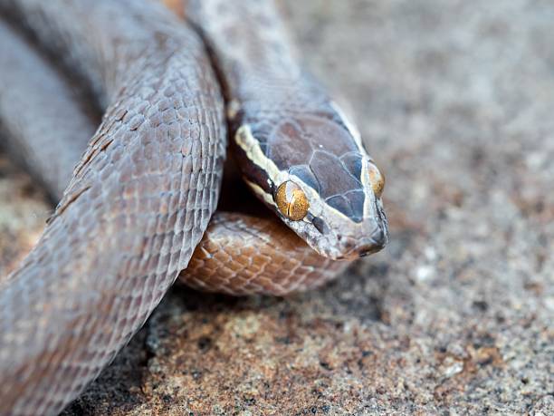 istock Close-up of a brown snake on a rocky surface. 2215830889
