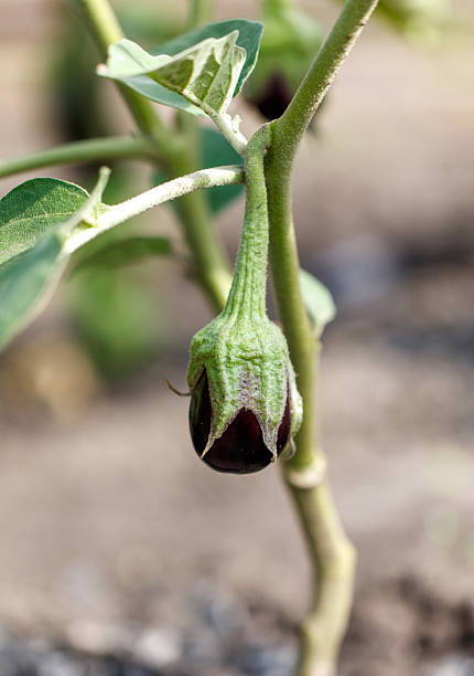 istock A small green vegetable is growing on a plant 2215830915